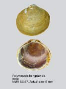 Polymesoda bengalensis (3)